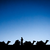 Putting the camels to sleep @ Erg Chebbi desert, Morocco, 2010 <em>Photo: © Saša Huzjak</em>