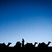 Putting the camels to sleep @ Erg Chebbi desert, Morocco, 2010 <em>Photo: © Saša Huzjak</em>