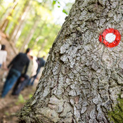 Hiking through the woods @ Ruška koča, Pohorje (Slovenia), 29/05/2015 <em>Photo: © Saša Huzjak</em>