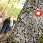 Hiking through the woods @ Ruška koča, Pohorje (Slovenia), 29/05/2015 <em>Photo: © Saša Huzjak</em>