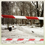 Birds looking for food in a off limits deep frozen Maribor’s park @ Maribor, Slovenia, 2014 <em>Photo: © Saša Huzjak</em>