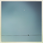 Black Bird / White Moon @ Maribor, Slovenia, 2014 <em>Photo: © Saša Huzjak</em>