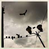 Storm approaching (hommage to Hitchcock) @ Maribor, Slovenia, 2014 <em>Photo: © Saša Huzjak</em>